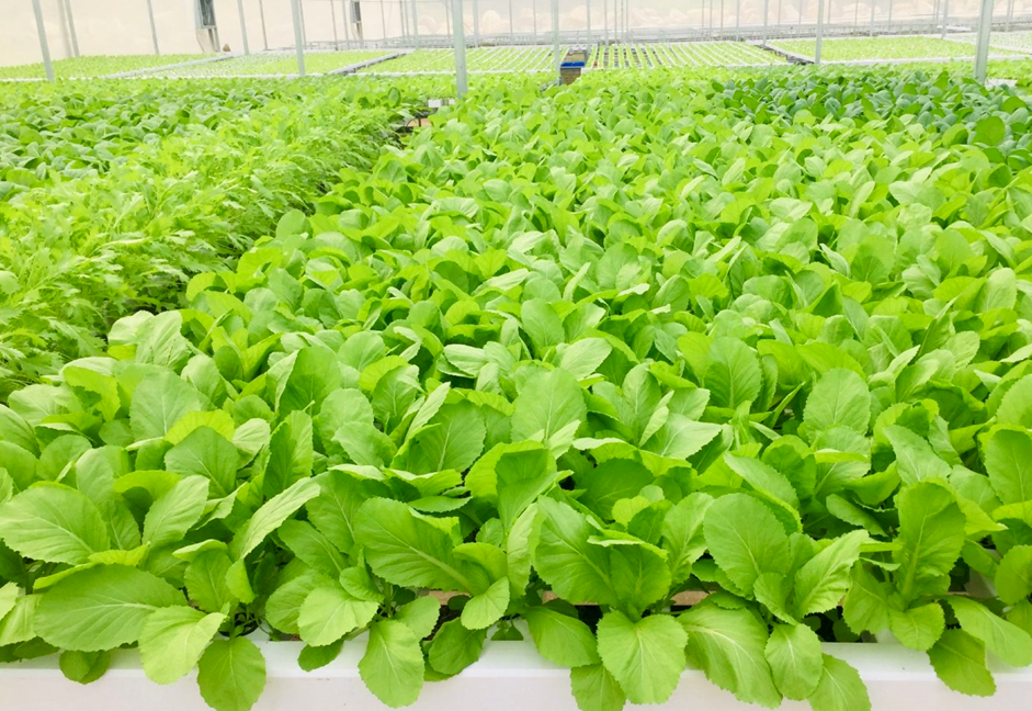 Mô hình trồng rau thủy canh  đạt chuẩn VietGAP cho năng suất cao của nông dân huyện Châu Thành
